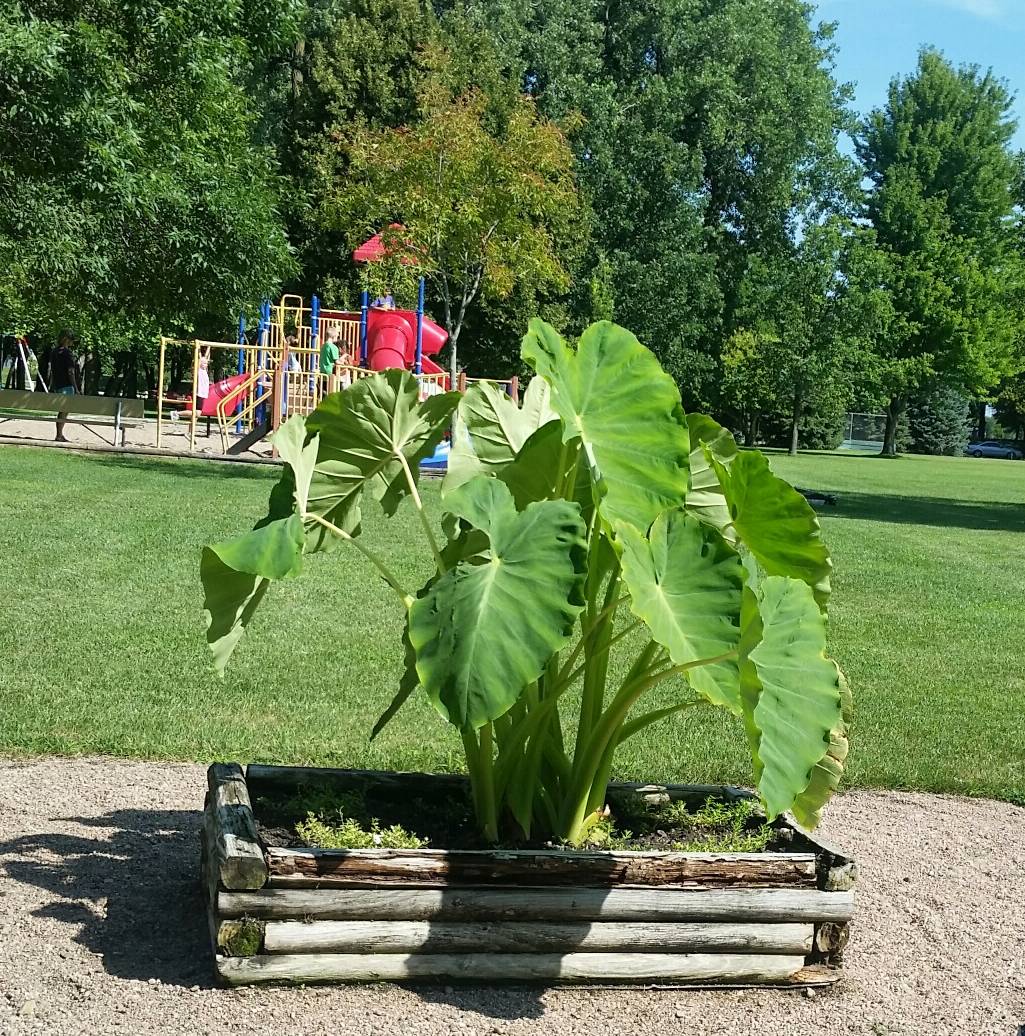 photo of rectangular planter with elephant ears blooming